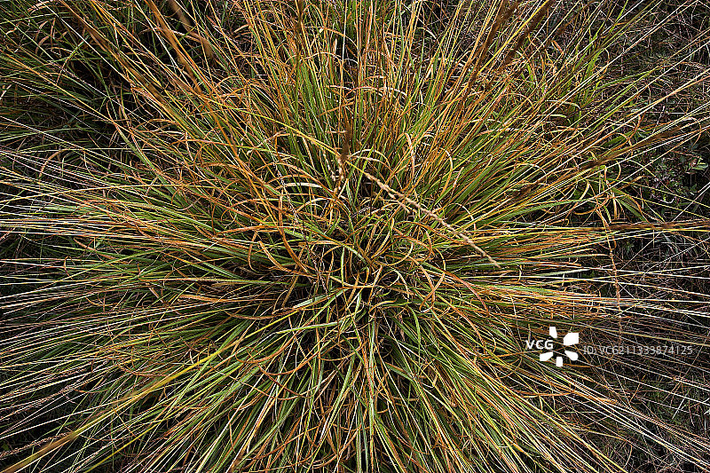 法国鹿草图片素材