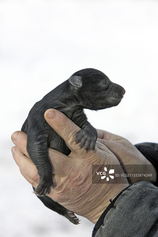 穿着黑色熊宝宝服装的儿童图片素材