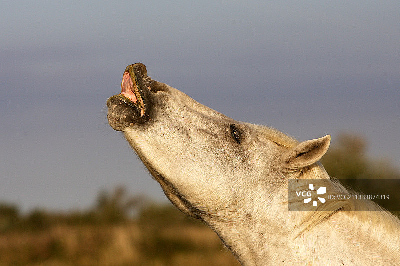法国雄性卡马格马图片素材