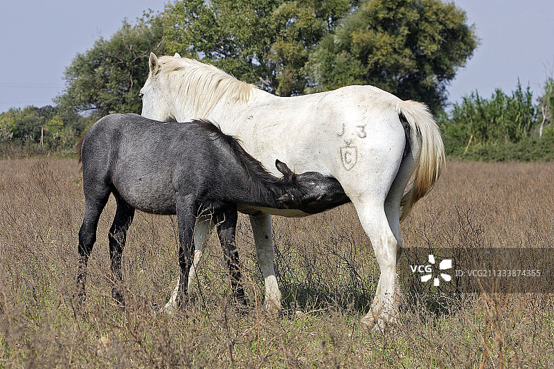 在法国卡马格，卡马格母马给马驹喂奶图片素材