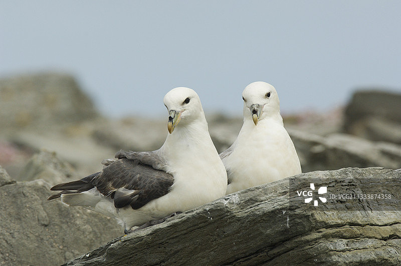 苏格兰设得兰群岛岩石上的海燕图片素材