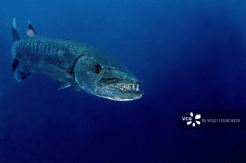 苏丹红海的金梭鱼图片素材