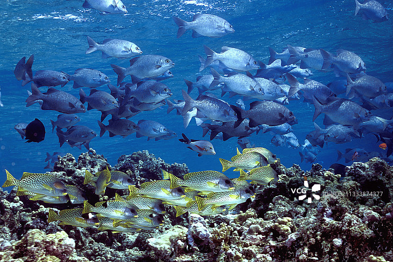 地点：红海的沙阿卜鲁米图片素材