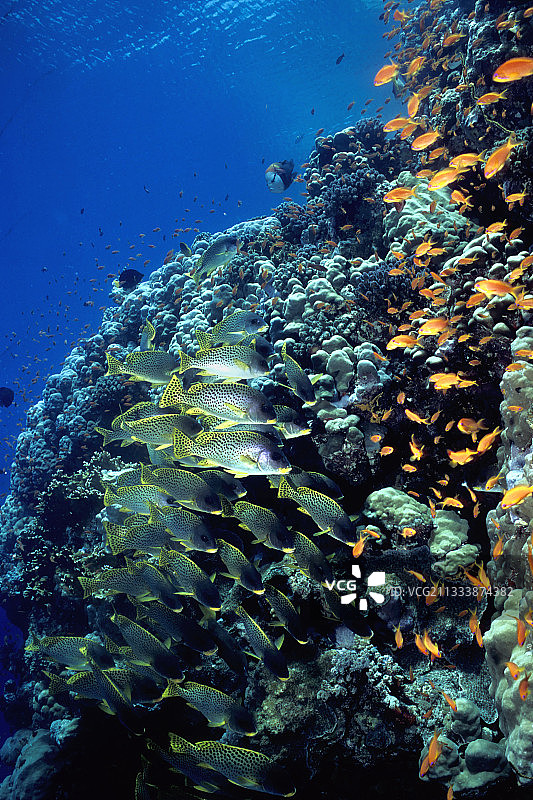 地点：红海的沙阿卜鲁米图片素材