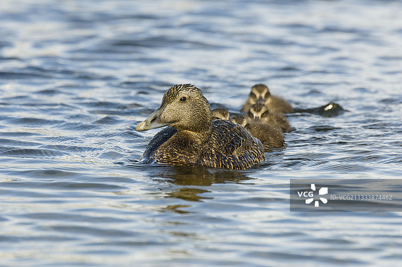 普通雌绒鸭和小鸭，设得兰群岛，苏格兰图片素材