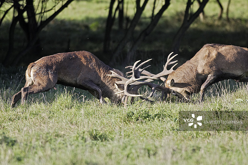 丹麦哥本哈根雄性红鹿之战图片素材