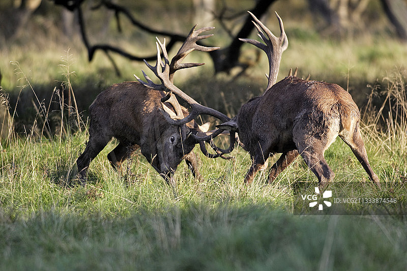 丹麦哥本哈根雄性红鹿之战图片素材