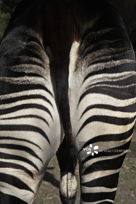 雄性㺢㹢狓图片素材