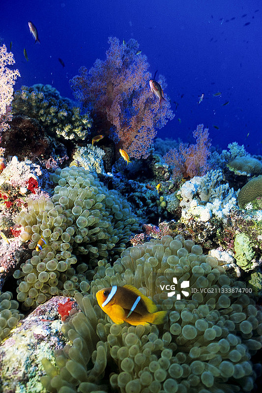 沙阿布鲁米潜水点图片素材