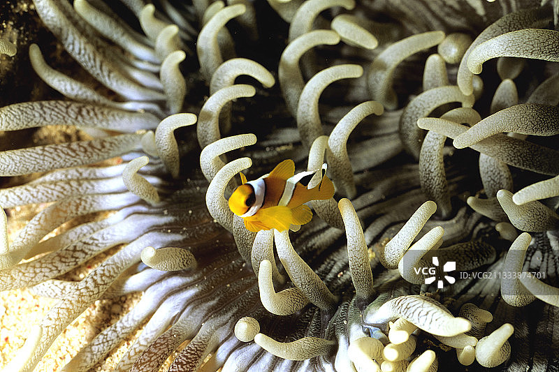 位置：桑加奈卜潜水点图片素材