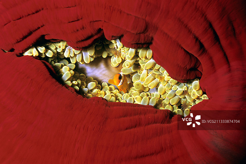 热带海葵中的双带海葵鱼图片素材