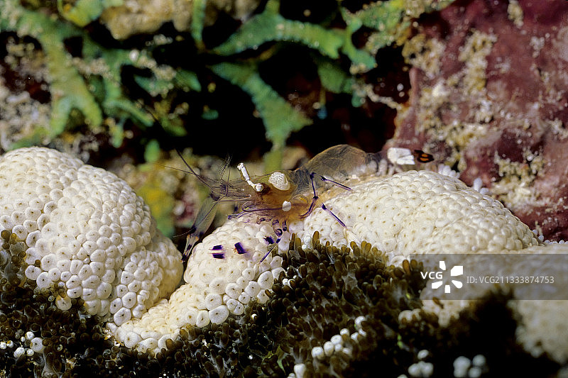 海葵虾与哈氏海葵，红海图片素材