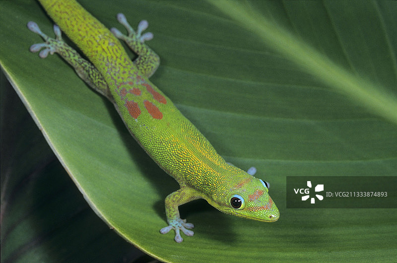 马达加斯加叶子上的金色粉尘日壁虎图片素材