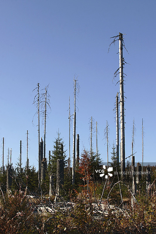 遭受树皮甲虫袭击后的针叶林图片素材
