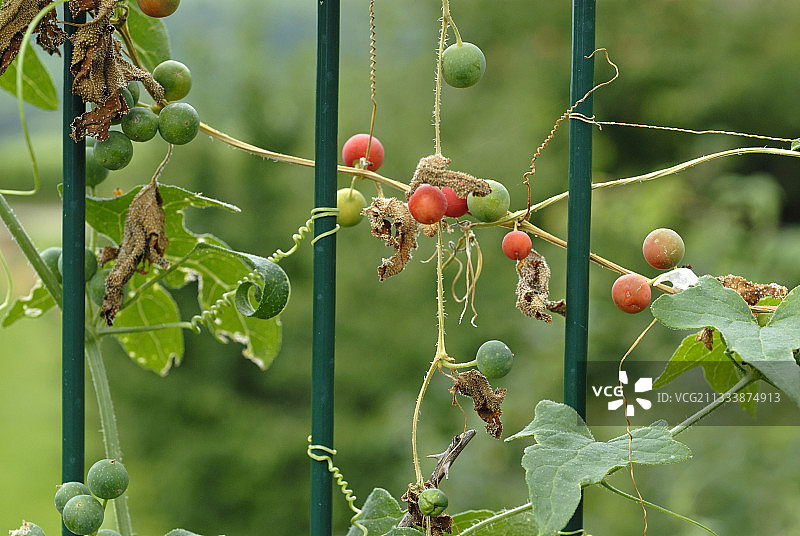 缠绕在屏障上的白升麻，法国阿尔萨斯图片素材