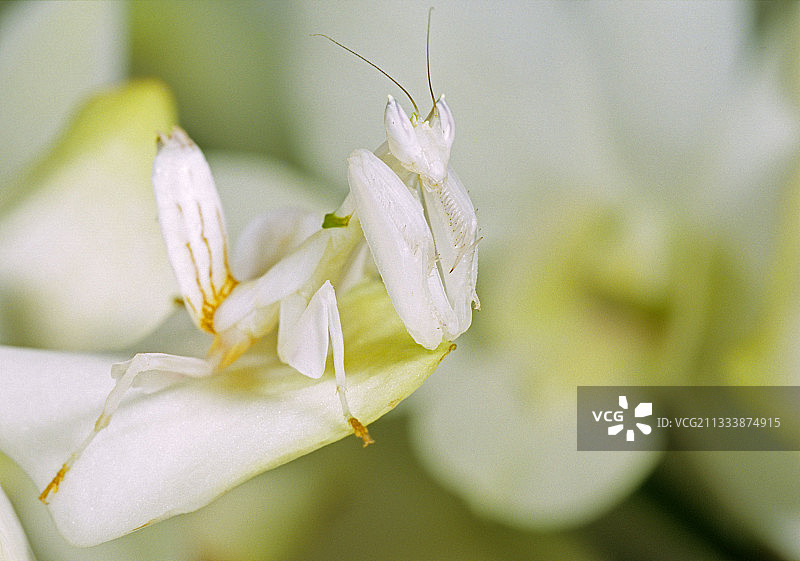 花朵上的马来西亚兰花螳螂图片素材