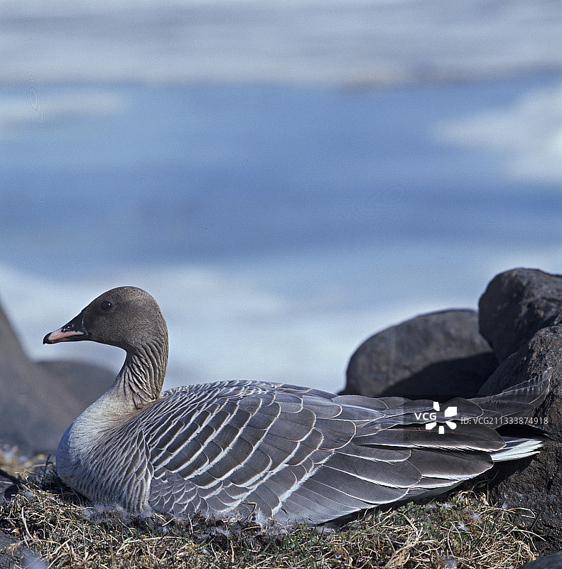 粉脚雁筑巢图片素材