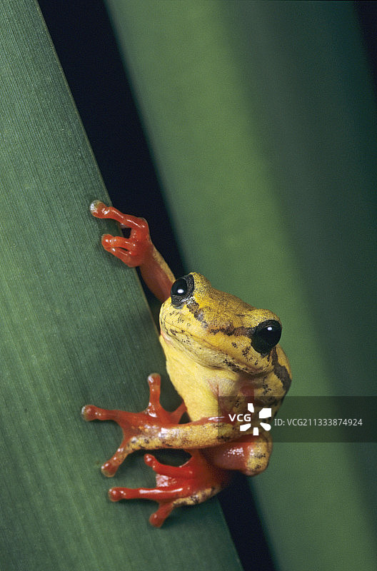 多哥非洲芦苇蛙图片素材