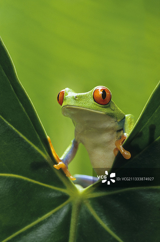 树叶上的红眼树蛙图片素材
