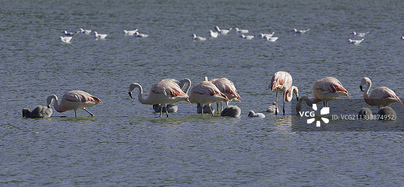 西让非洲保护区图片素材