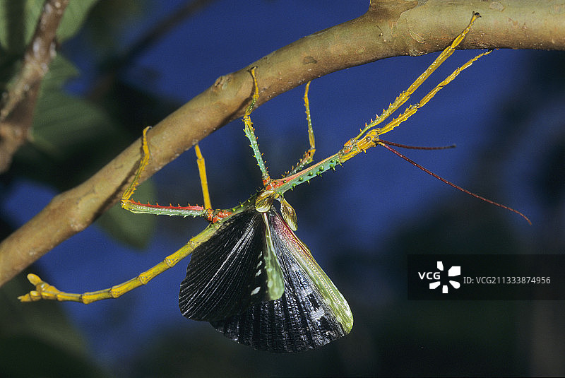 张开翅膀的马达加斯加雄性竹节虫图片素材