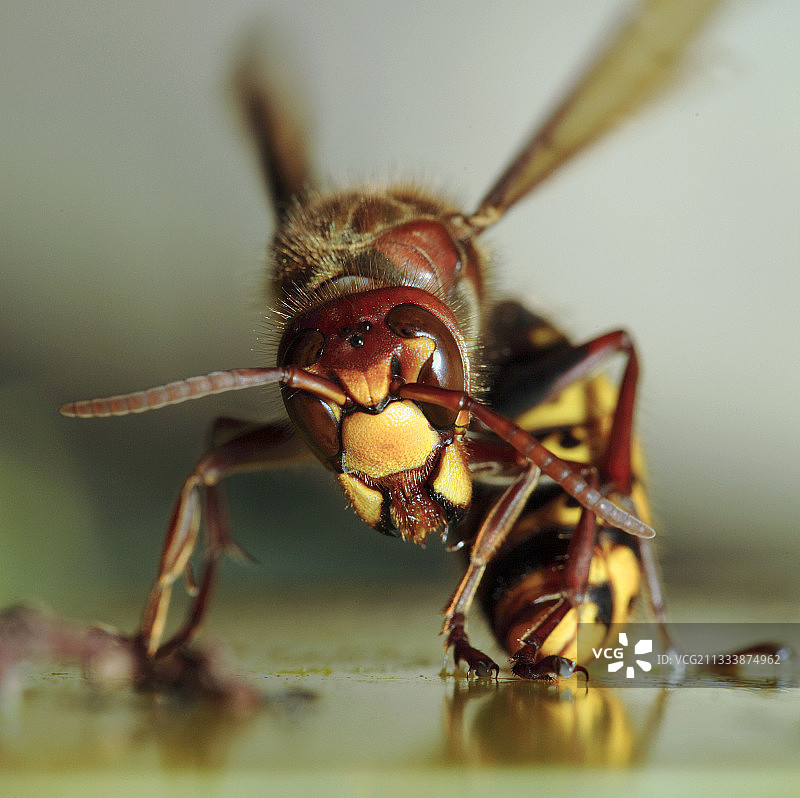 欧洲大黄蜂图片素材