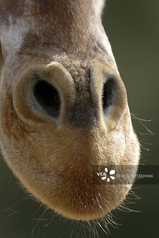 西让非洲保护区图片素材