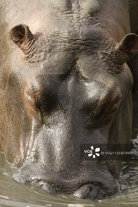佩奥格勒野生动物园图片素材