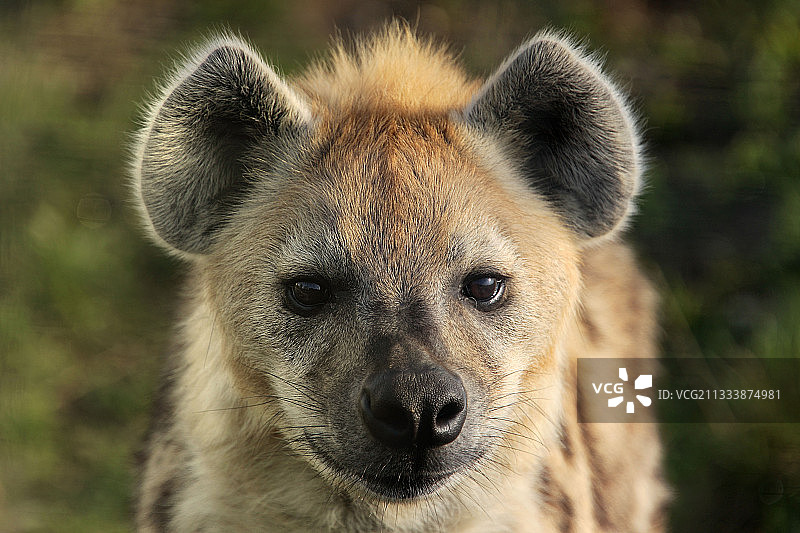 佩奥格勒野生动物园图片素材