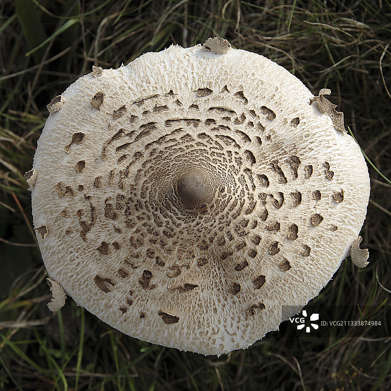 阳伞蘑菇图片素材