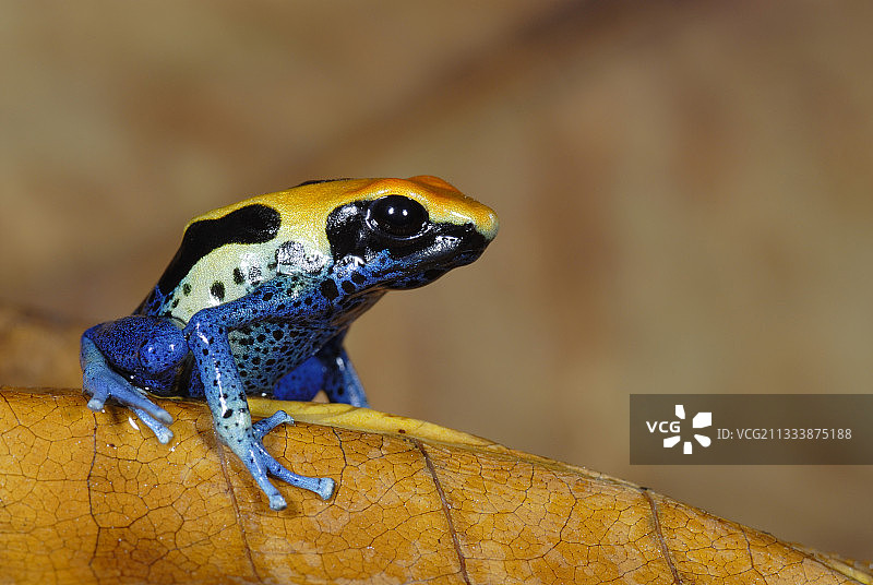 巴西钴图案图片素材