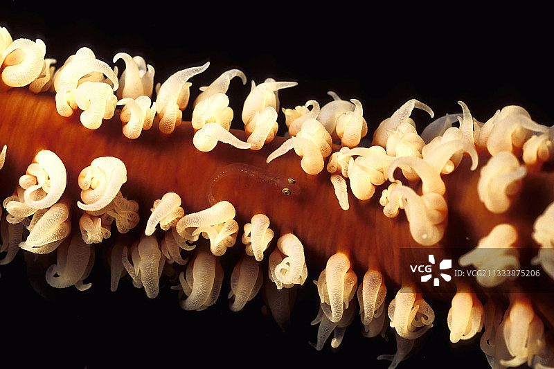 隐藏在螺旋线珊瑚中的幼年鞭珊瑚虾虎鱼，红海图片素材