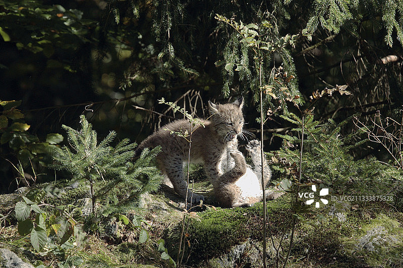 欧亚猞猁图片素材