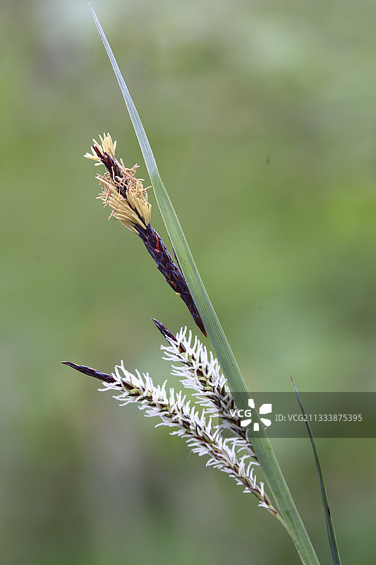 法国大池莎草的花序图片素材