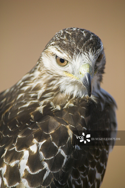 毛脚鵟肖像图片素材