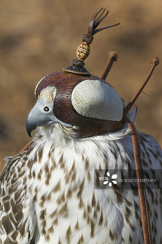 戴面具的猎鹰肖像图片素材