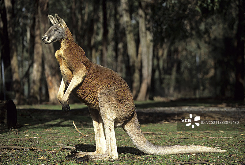 澳大利亚公园里的红色袋鼠图片素材