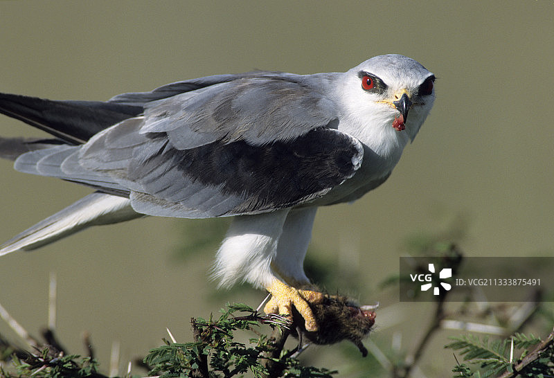 白肩雕图片素材