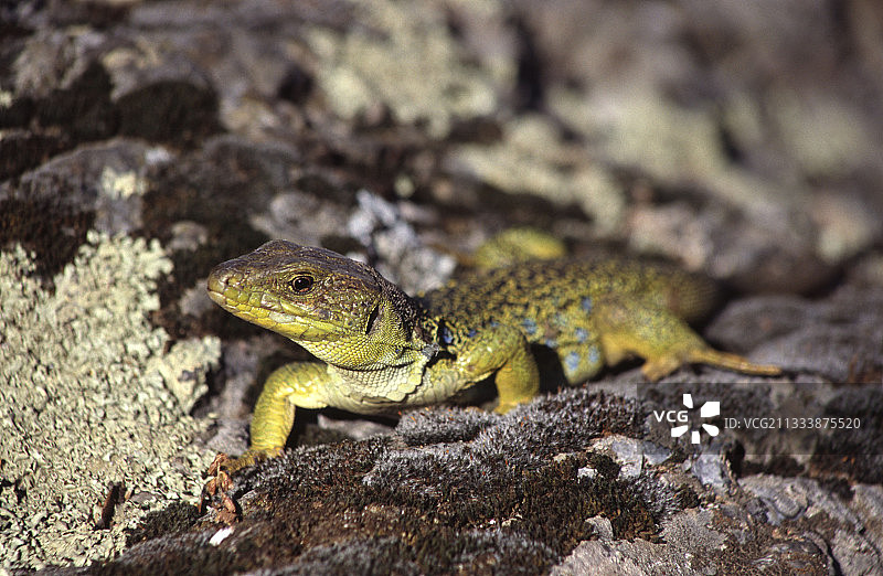 法国瓦尔省耶尔市的眼斑蜥雌性个体图片素材