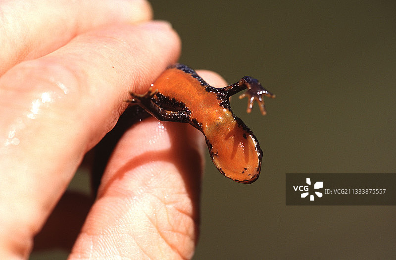 阿尔卑斯山谷香波莱翁腹侧面图片素材