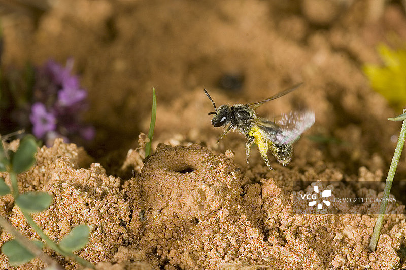 一只汗蜂落在法国地面上的巢穴前图片素材