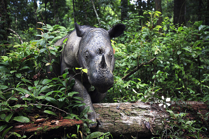 这只雌性犀牛对人类的依赖可能会使它面临风险，最终它被转移到10公顷的雨林保护区，在那里它可以得到更好的保护并有可能繁殖。2006年世界人口低于400只。图片素材