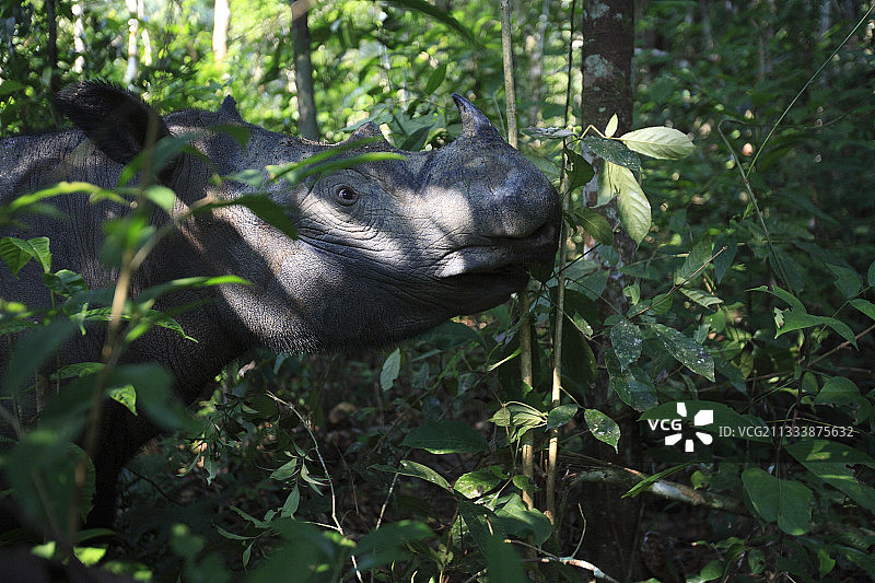这只雌性犀牛对人类的依赖可能会使它面临风险，最终它被转移到10公顷的雨林保护区，在那里它可以得到更好的保护并有可能繁殖。2006年世界人口低于400只。图片素材