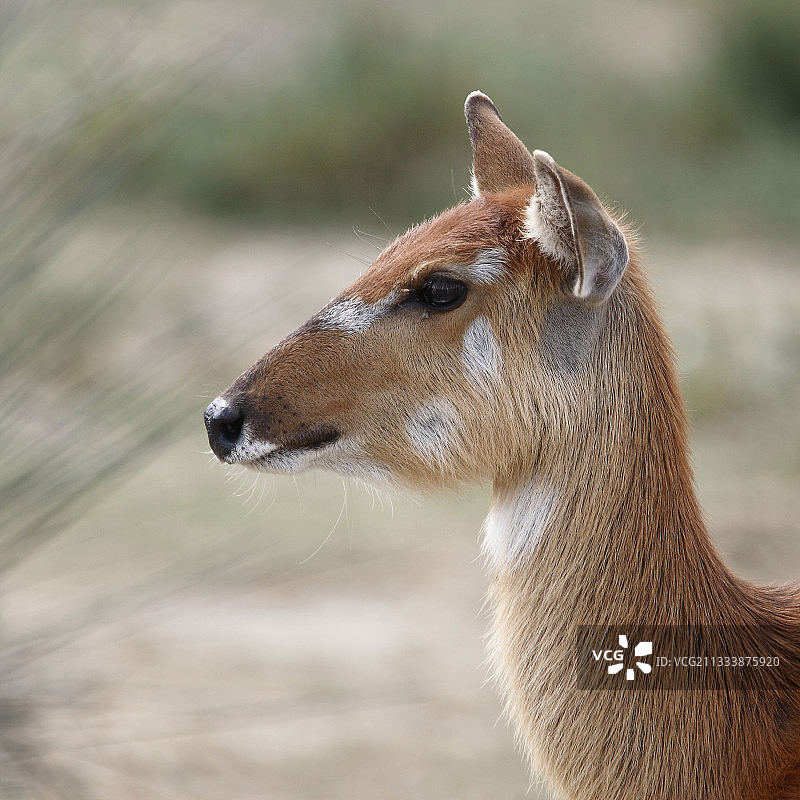 西让非洲保护区图片素材