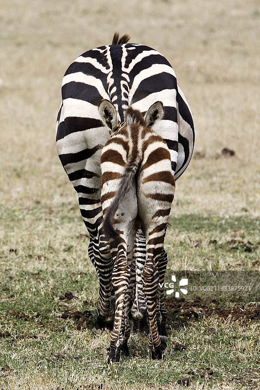 西让非洲保护区图片素材