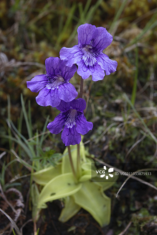 凯里省伊维拉半岛景点图片素材