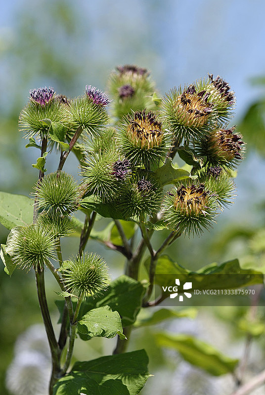 法国牛蒡花特写图片素材