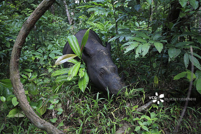 这只雌性犀牛对人类的依赖可能会使它面临风险，最终它被转移到10公顷的雨林保护区，在那里它可以得到更好的保护并有可能繁殖。2006年世界人口低于400只。图片素材
