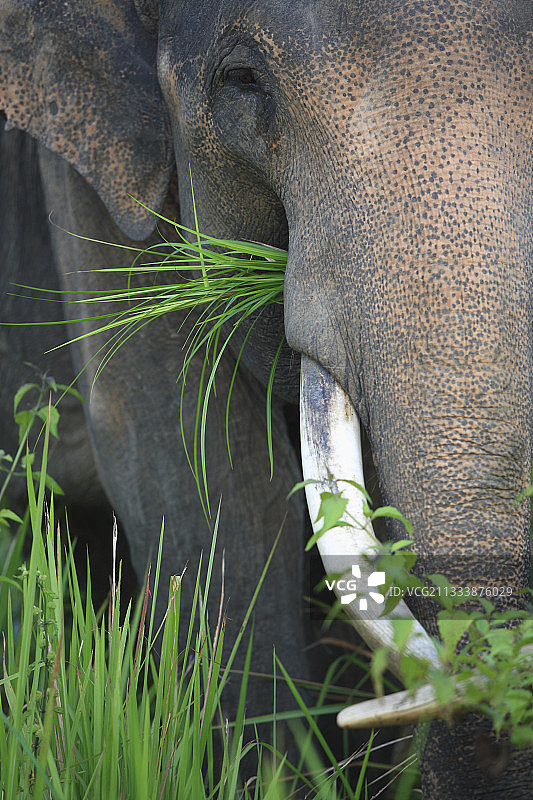 森林面积减少，大象靠近农田，导致人象冲突。政府因此推广捕捉和驯养这些动物。图片素材