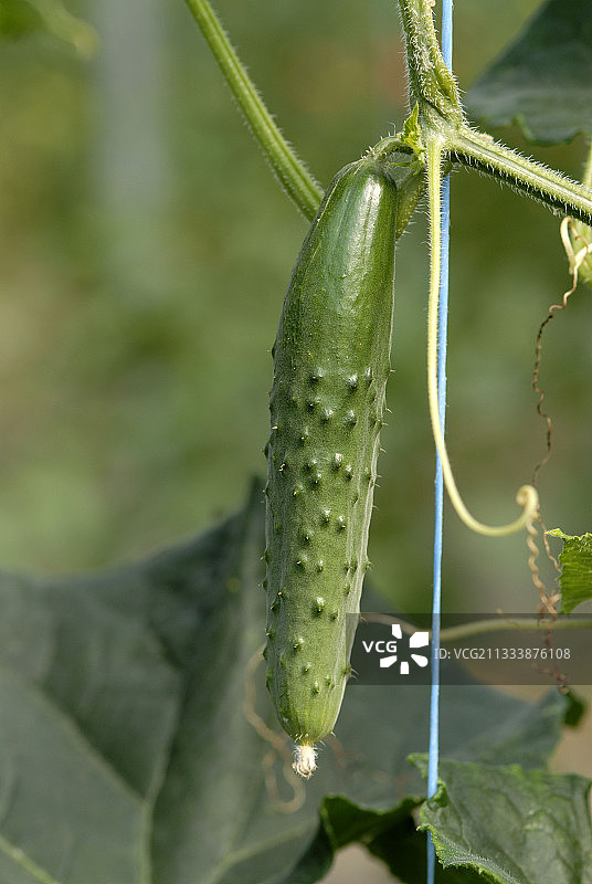 法国植物上的花园黄瓜特写图片素材